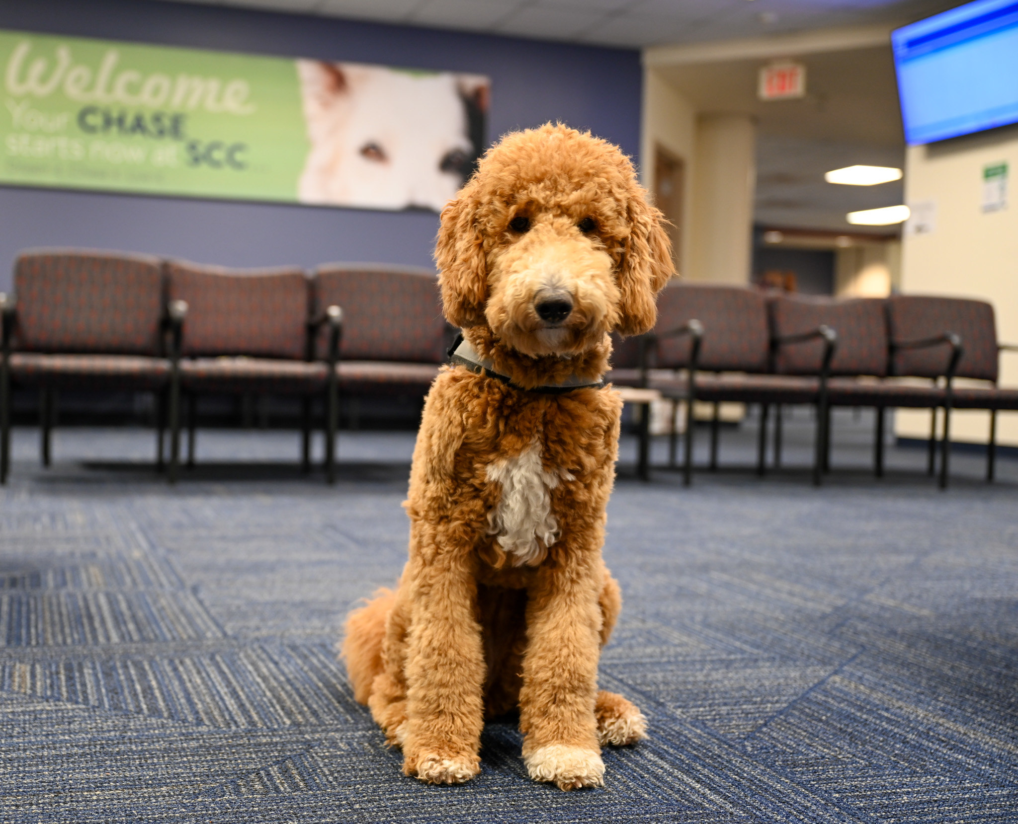 Curly-haired therapy dog sitting in a Spartanburg Community College waiting area, positioned on patterned carpet in front of rows of chairs, wearing a service harness, with a blurred welcome banner on the wall reading “Welcome Your CHASE starts now at SCC,” creating a calm student services environment.
