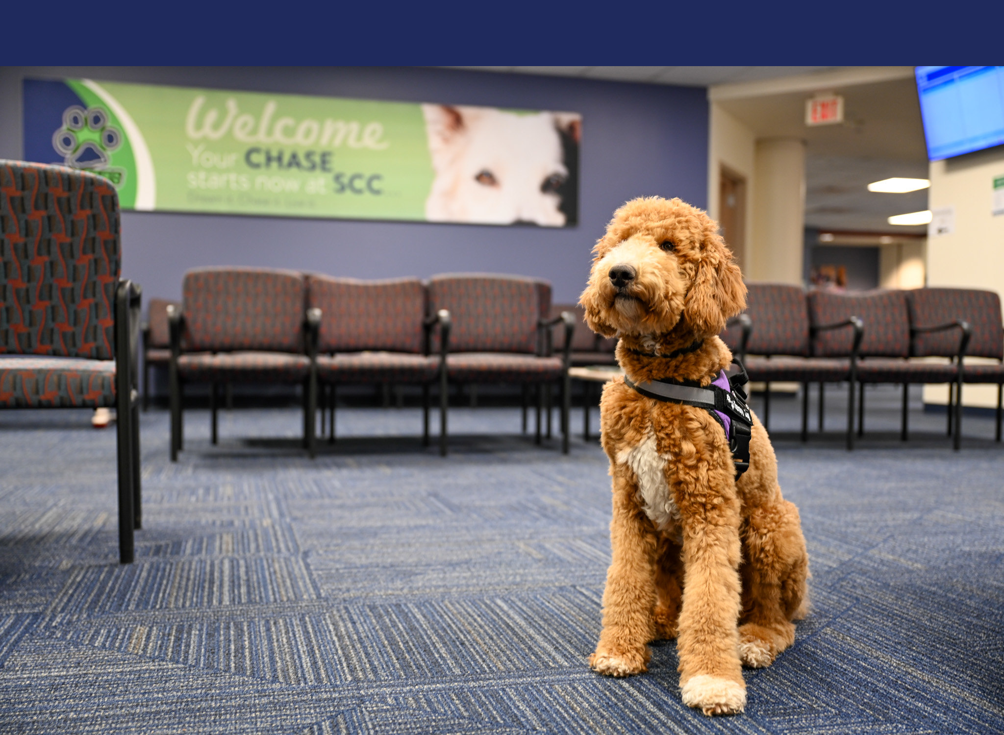 Maggie the Therapy Dog-Banner